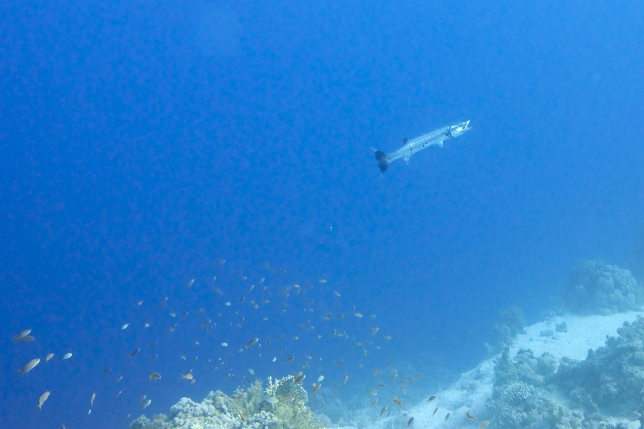 Sphyraena barracuda (Grande barracuda)